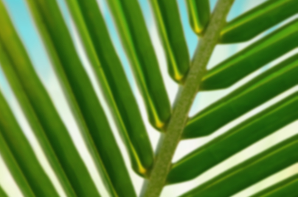 Palm Leaves