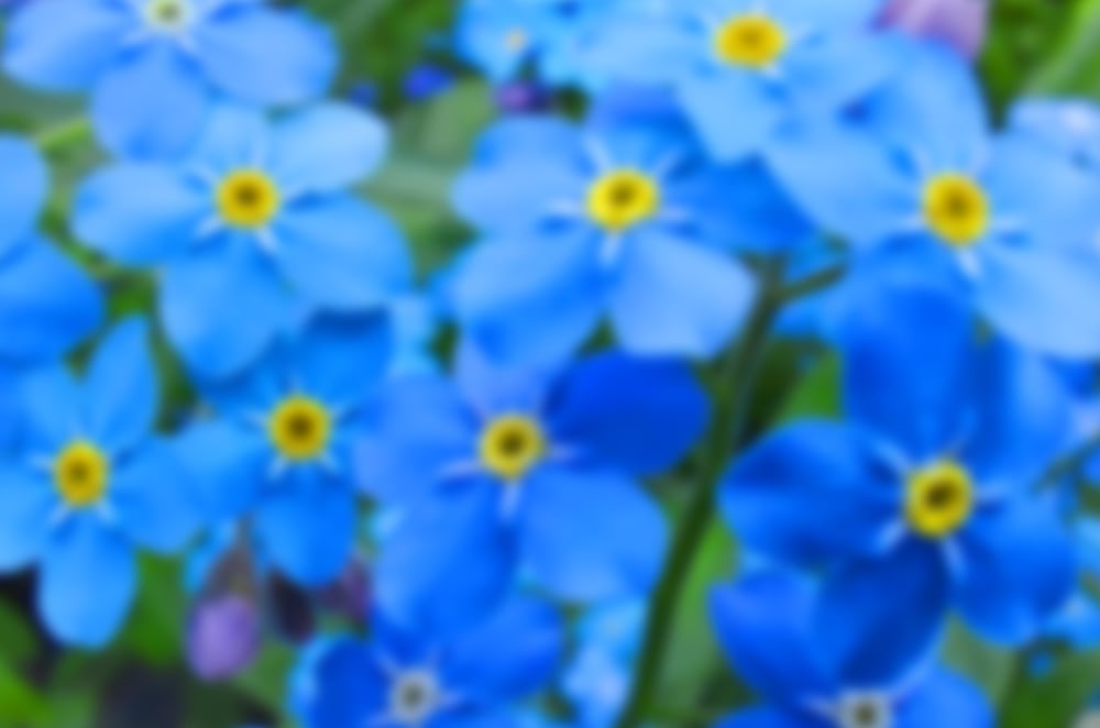 Forget me not flowers